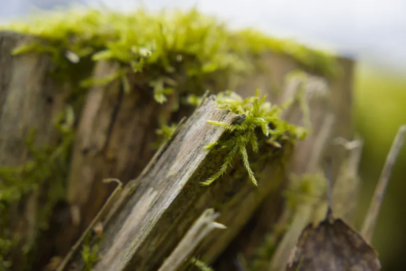 When the World Shrinks: Miniature Fiction and the Literature of Environmental Reckoning